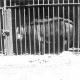 evansvillezoo/lcwr0210-4x4.jpg