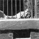evansvillezoo/lcwr0226-4x4.jpg