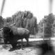 evansvillezoo/lcwr0227-4x4.jpg