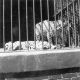 evansvillezoo/lcwr0241-4x4.jpg