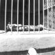 evansvillezoo/lcwr0250-4x4.jpg