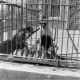 evansvillezoo/lcwr0251-4x4.jpg